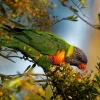 Lori mnohobarvy - Trichoglossus haematodus - Rainbow Lorikeet 2872